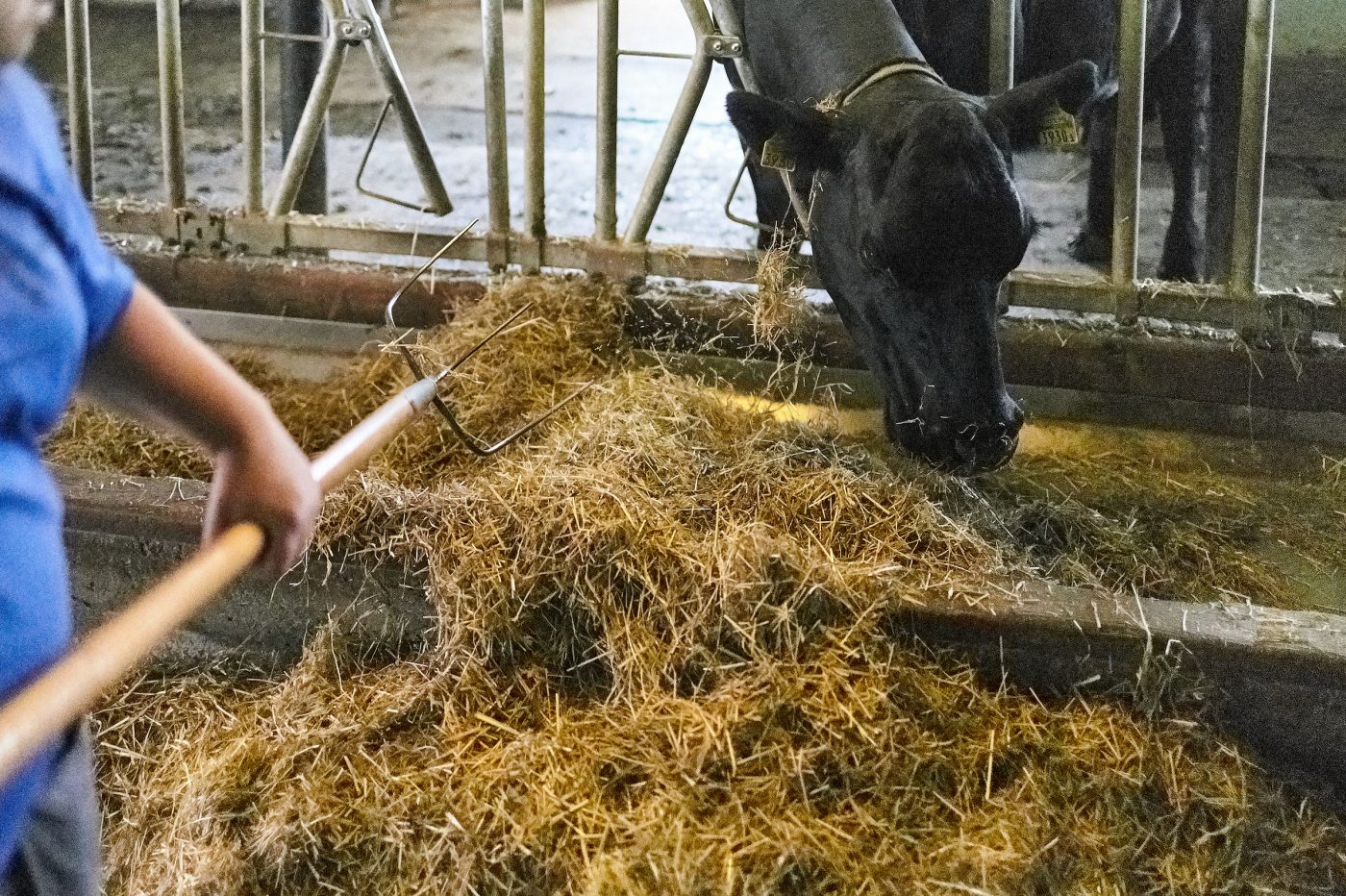 Der Kopf einer schwarzen Kuh kaut durch das Gitter frisches Heu, dass von einer Mitarbeiterin mit der Heugabel herbeigeführt wird.